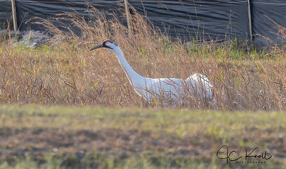 Whooping Crane
