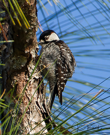 Red-cockaded Woodpecker (M)