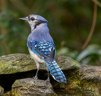 Blue Jay