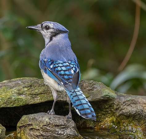 Blue Jay