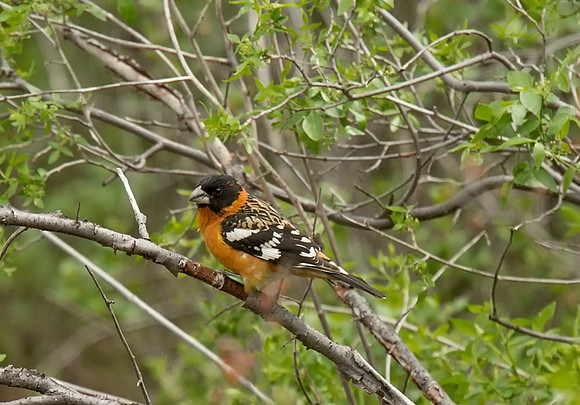 Black-headed Grosbeak (M)