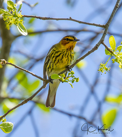 Cape May Warbler