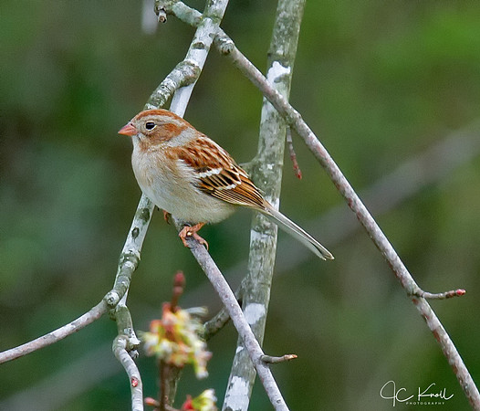 Field Sparow