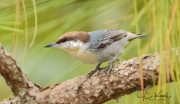 Brown-headed Nuthatch