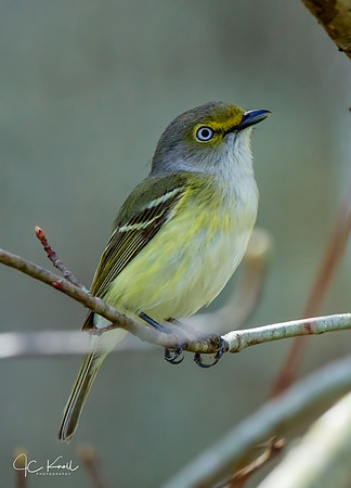 White-eyed Vireo