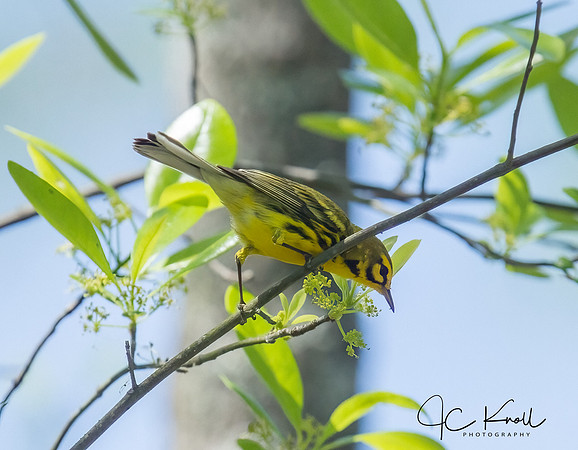Prairie Warbler