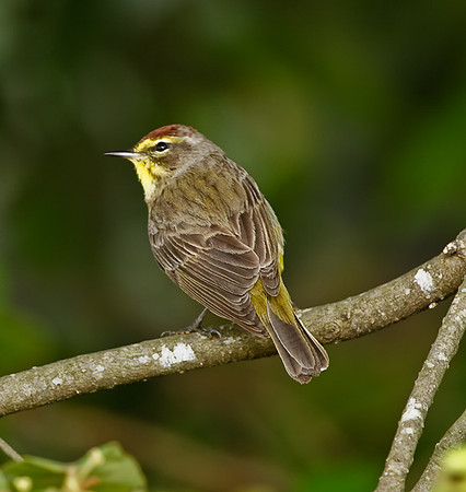 Palm Warbler