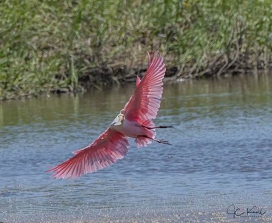 Roseate Spoonbill