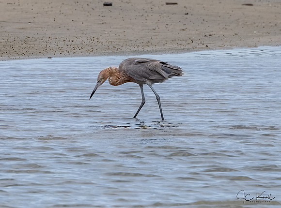Redish Egret