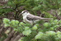 Canada Jay