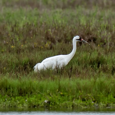 Whooping Crane