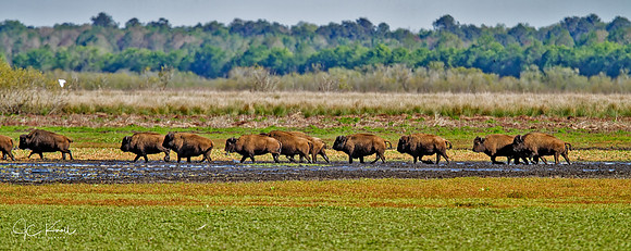 Bison