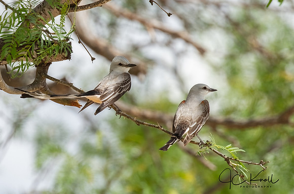 Scissor-tailed Flycatcher