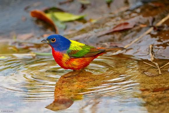 Painted Bunting (M)