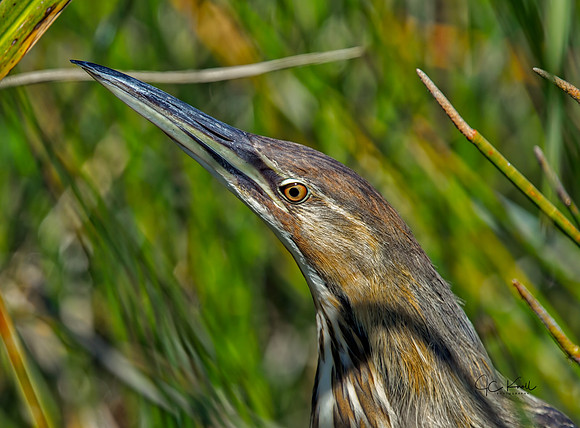 American Bittern
