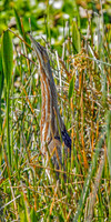 American Bittern