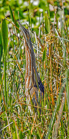 American Bittern