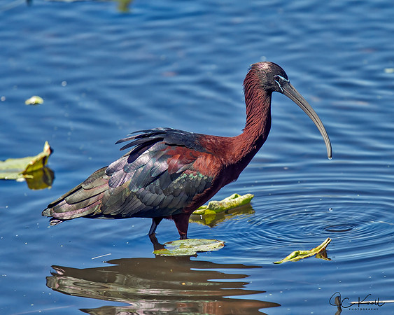 Glossy Ibis