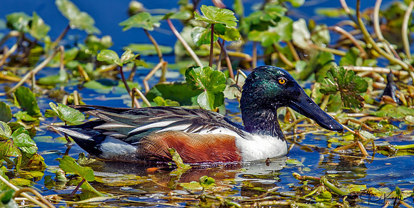 Northern Shoveler (M)