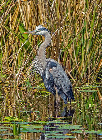 Great Blue Heron