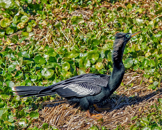 Anhinga (M)