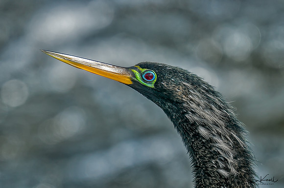 Anhinga (M)