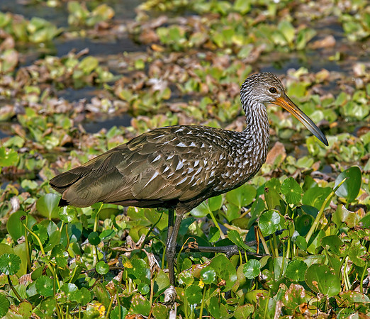 Limpkin