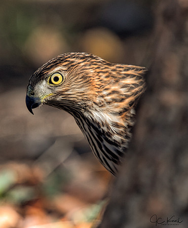 Cooper's Hawk (Imm)