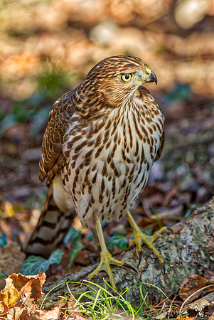 Cooper's Hawk (Imm)
