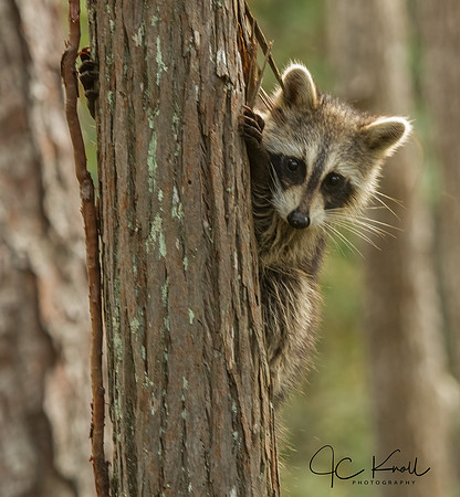 Raccoon