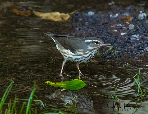 Louisiana Waterthrush