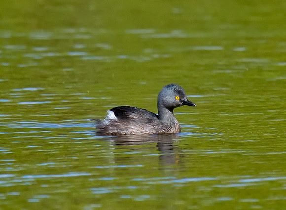 Least Grebe