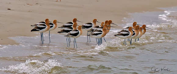 Ameican Avocets