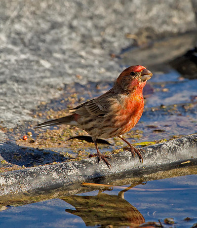 House Finch (M)