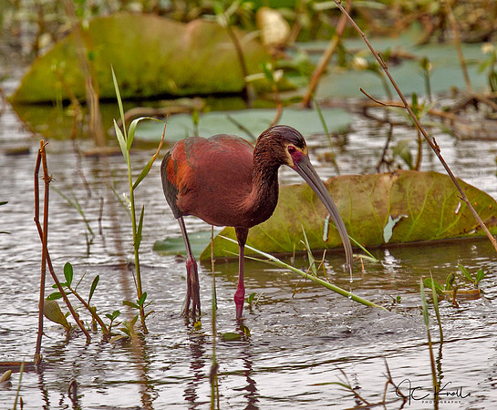White-faced Ibis