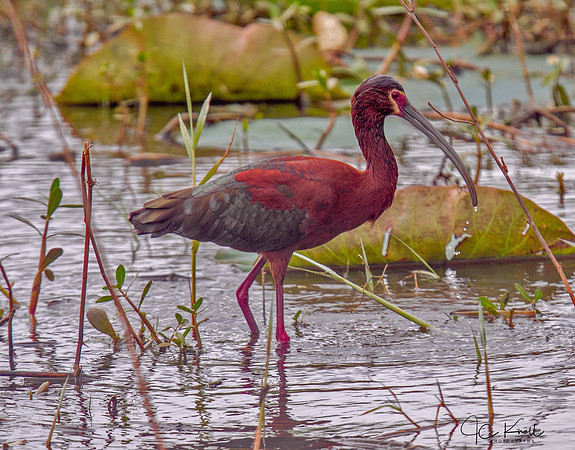 White-faced Ibis