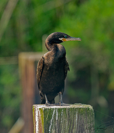 Neotropic Cormorant