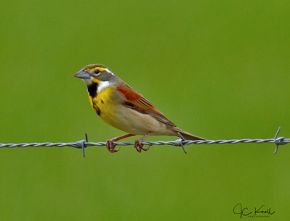 Dickcissel