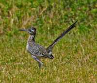 Greater Roadrunner