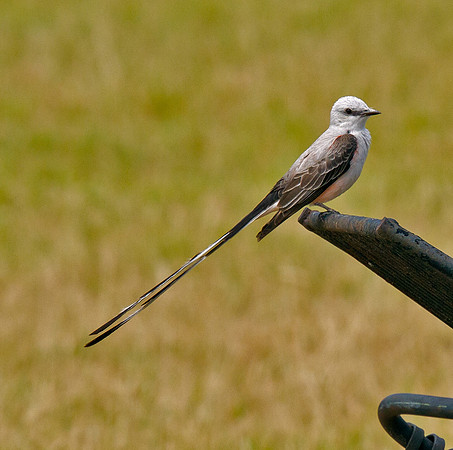Scissor-tailed Flycatcher (M)