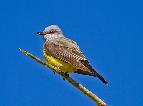 Western Kingbird