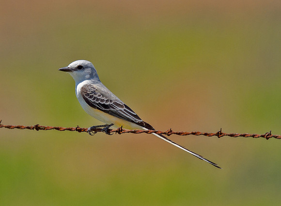Scissor-tailed Flycatcher