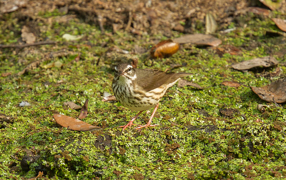Louisiana Waterthrush
