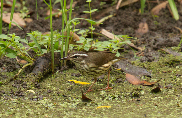 Louisiana Waterthrush