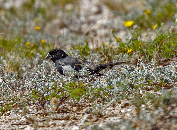Lark Bunting (M)
