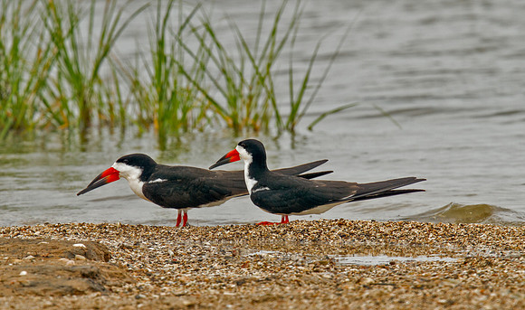 Black Skimmer