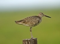 Willet (Easten)