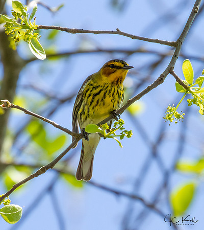 Cape May Warbler