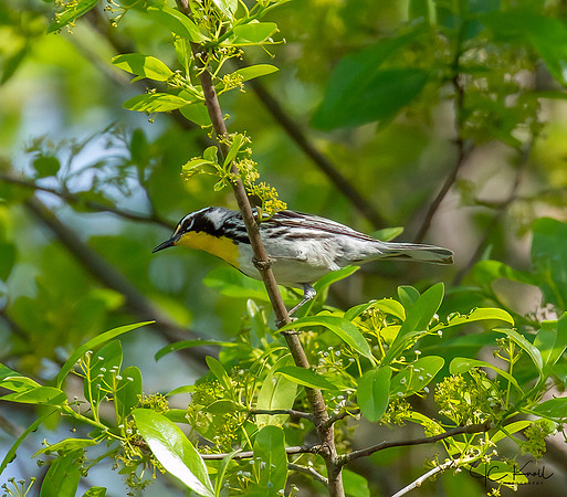 Yellow-throated Warbler