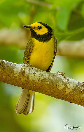 Hooded Warbler